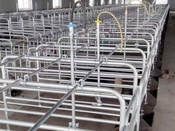 豬自動喂料