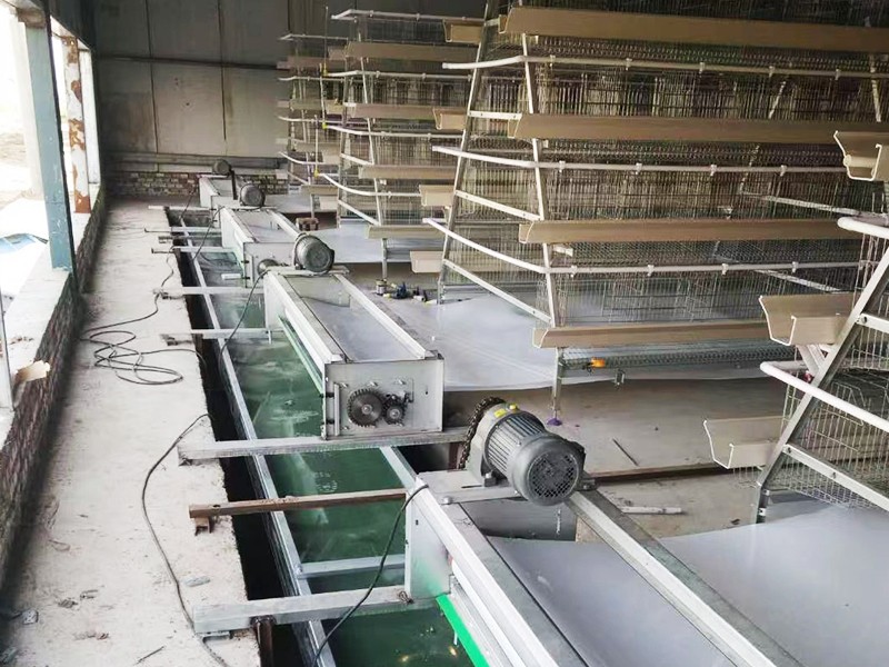 蛋雞A型籠自動(dòng)清糞設(shè)備